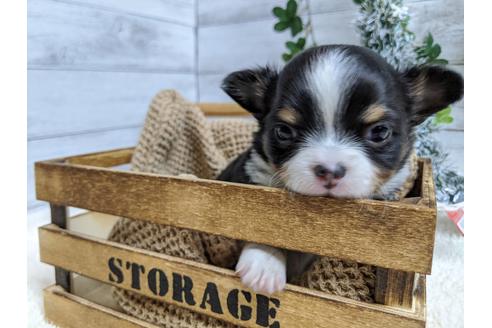 成約済の静岡県のチワワ(ロングコート)-84088の1枚目