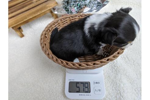 成約済の静岡県のチワワ(ロングコート)-84088の4枚目