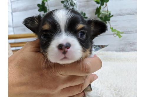 成約済の静岡県のチワワ(ロングコート)-84088の3枚目