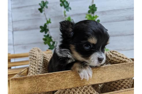 成約済の静岡県のチワワ(ロングコート)-84090の6枚目