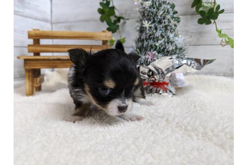 成約済の静岡県のチワワ(ロングコート)-84090の4枚目