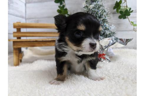 成約済の静岡県のチワワ(ロングコート)-84090の2枚目