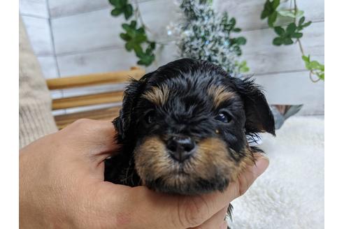成約済の静岡県のチワプー:チワワ×トイプードル-84103の3枚目