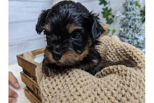 成約済の静岡県のチワプー:チワワ×トイプードル-84103の1枚目