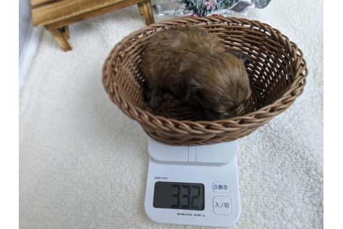 成約済の静岡県のチワプー:チワワ×トイプードル-84104の4枚目