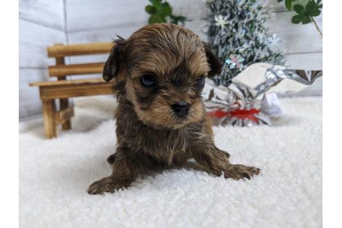 成約済の静岡県のチワプー:チワワ×トイプードル-84104の2枚目