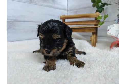 成約済の静岡県のチワプー:チワワ×トイプードル-84105の6枚目