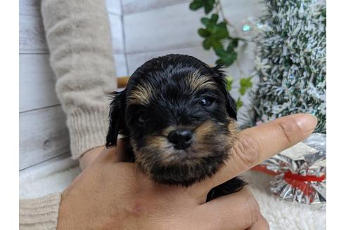 成約済の静岡県のチワプー:チワワ×トイプードル-84105の5枚目