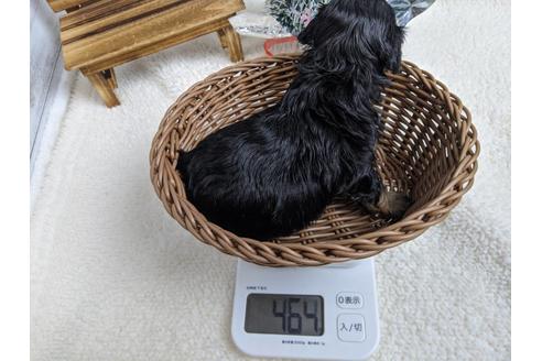 成約済の静岡県のチワプー:チワワ×トイプードル-84105の4枚目