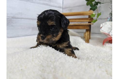 成約済の静岡県のチワプー:チワワ×トイプードル-84105の3枚目