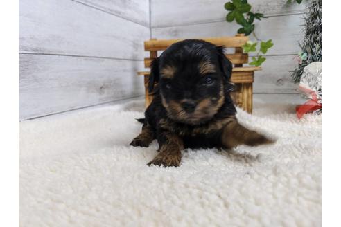 成約済の静岡県のチワプー:チワワ×トイプードル-84105の1枚目