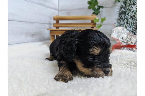 成約済の静岡県のチワプー:チワワ×トイプードル-84105の2枚目