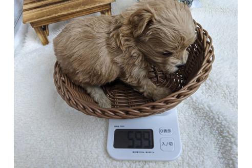 成約済の静岡県のチワプー:チワワ×トイプードル-84106の7枚目