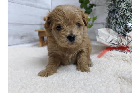 成約済の静岡県のチワプー:チワワ×トイプードル-84106の5枚目