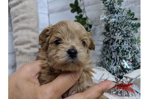 成約済の静岡県のチワプー:チワワ×トイプードル-84106の3枚目