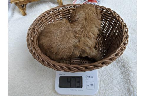 成約済の静岡県のチワプー:チワワ×トイプードル-84107の4枚目