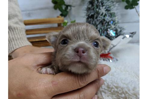 成約済の静岡県のチワワ(ロングコート)-85534の6枚目