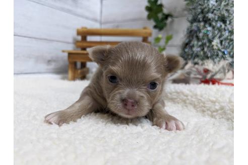 成約済の静岡県のチワワ(ロングコート)-85534の5枚目