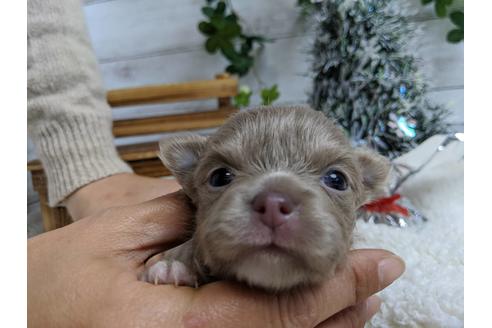 成約済の静岡県のチワワ(ロングコート)-85534の4枚目