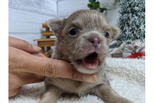 成約済の静岡県のチワワ(ロングコート)-85534