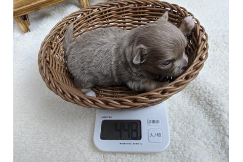 成約済の静岡県のチワワ(ロングコート)-85534の3枚目