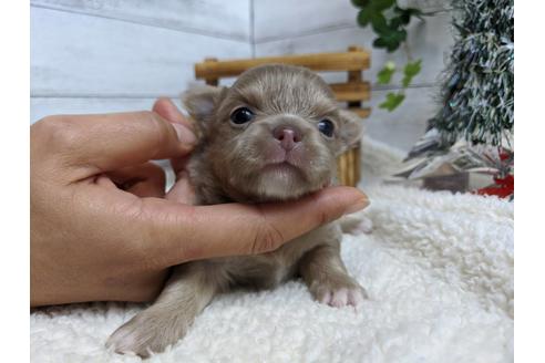 成約済の静岡県のチワワ(ロングコート)-85534の2枚目