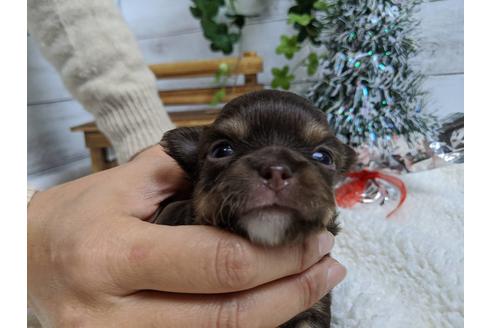 成約済の静岡県のチワワ(ロングコート)-85535の2枚目