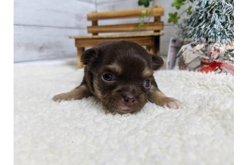 成約済の静岡県のチワワ(ロングコート)-85535