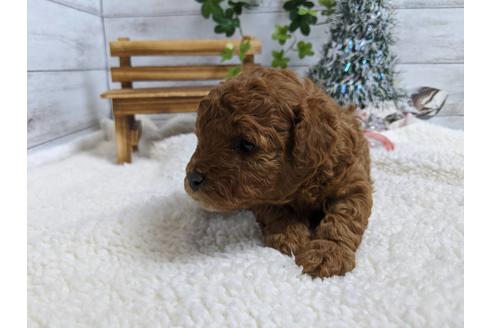 成約済の静岡県のトイプードル-85537の5枚目