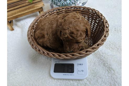 成約済の静岡県のトイプードル-85537の4枚目