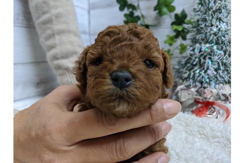 成約済の静岡県のトイプードル-85537の3枚目