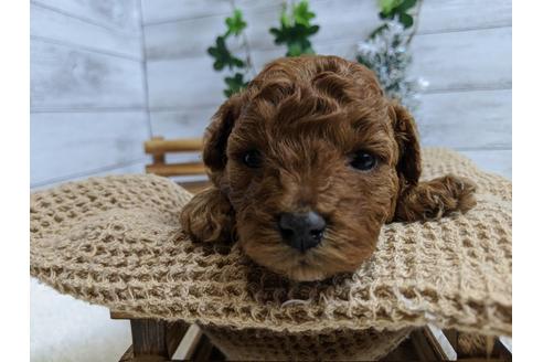 成約済の静岡県のトイプードル-85537の2枚目