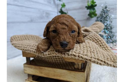 成約済の静岡県のトイプードル-85538の6枚目