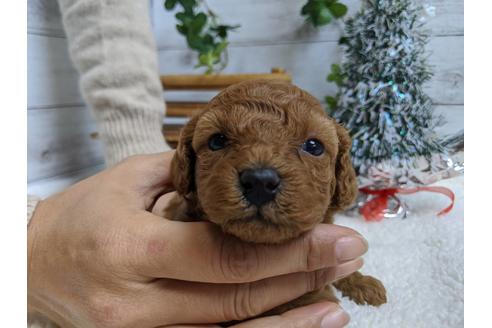 成約済の静岡県のトイプードル-85538の5枚目
