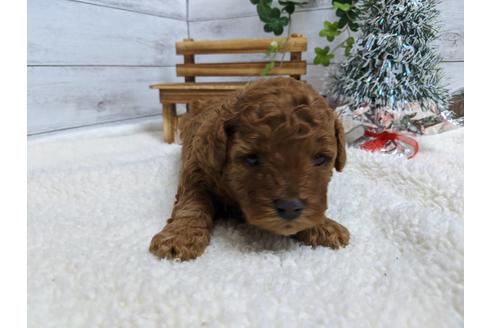 成約済の静岡県のトイプードル-85538の4枚目