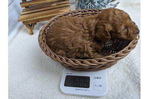 成約済の静岡県のトイプードル-85538の3枚目