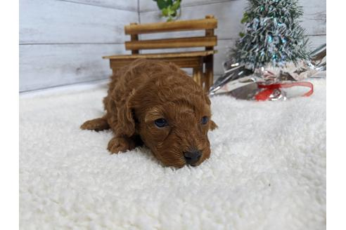 成約済の静岡県のトイプードル-85538の2枚目