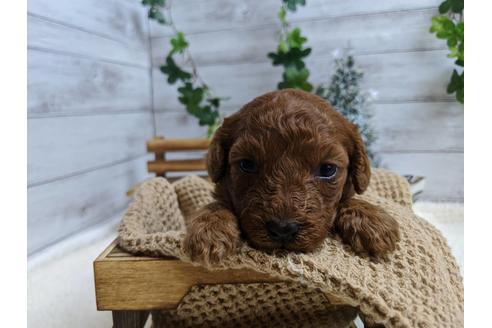 成約済の静岡県のトイプードル-85539の5枚目