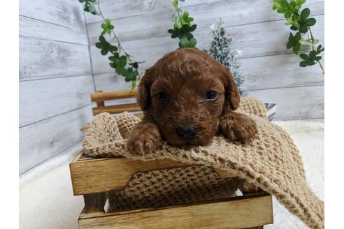 成約済の静岡県のトイプードル-85539の4枚目