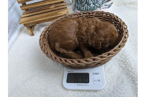 成約済の静岡県のトイプードル-85539の3枚目