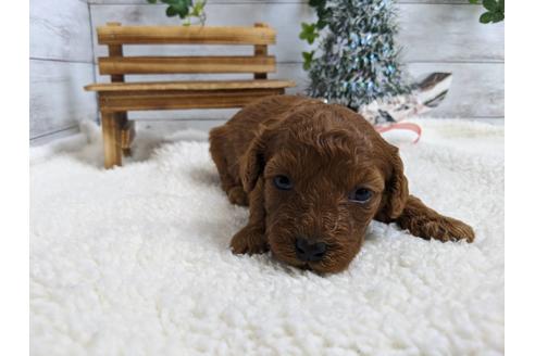 成約済の静岡県のトイプードル-85539の2枚目