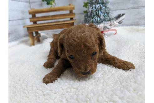 成約済の静岡県のトイプードル-85541の2枚目