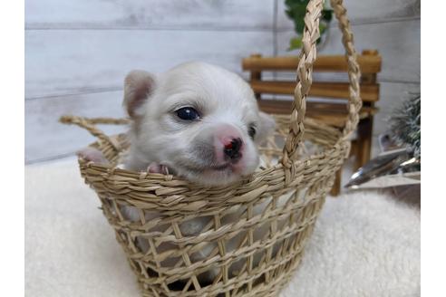 成約済の静岡県のチワワ(ロングコート)-85543の3枚目