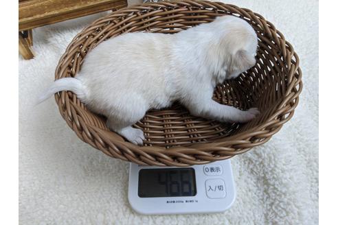 成約済の静岡県のチワワ(ロングコート)-85543の2枚目