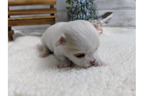 成約済の静岡県のチワワ(ロングコート)-85548の5枚目