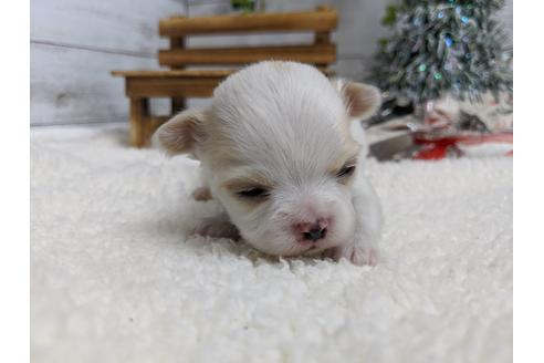 成約済の静岡県のチワワ(ロングコート)-85548の4枚目