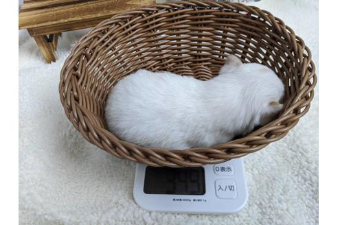 成約済の静岡県のチワワ(ロングコート)-85548の3枚目