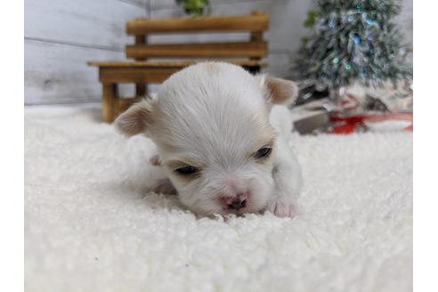 成約済の静岡県のチワワ(ロングコート)-85548の1枚目