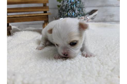 成約済の静岡県のチワワ(ロングコート)-85548の2枚目