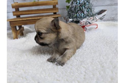 成約済の静岡県のチワワ(ロングコート)-85549の4枚目